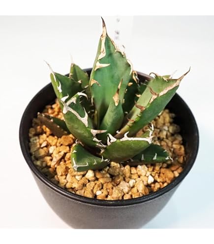 アガベ　パリー　吉祥天　ホーチエンシス　大株 Amazon.co.jp: 多肉植物 吉祥天錦 アガベ パリー ホーチエンシス